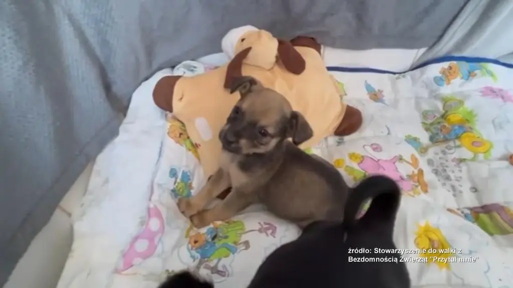 Bambi