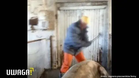 Były pracownik ujawnił, jak na fermie traktowano świnie. W sprawie zapadł wyrok