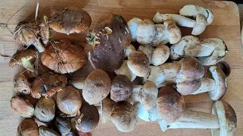 Jak przygotować się na grzybobranie? Policja apeluje o ostrożność i przestrzeganie tych kilku zasad