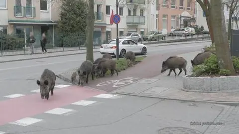 Dziki wchodzą do miast