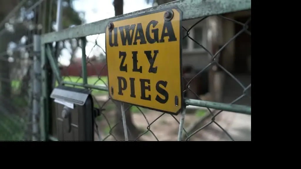 ZAJAWKA PSY