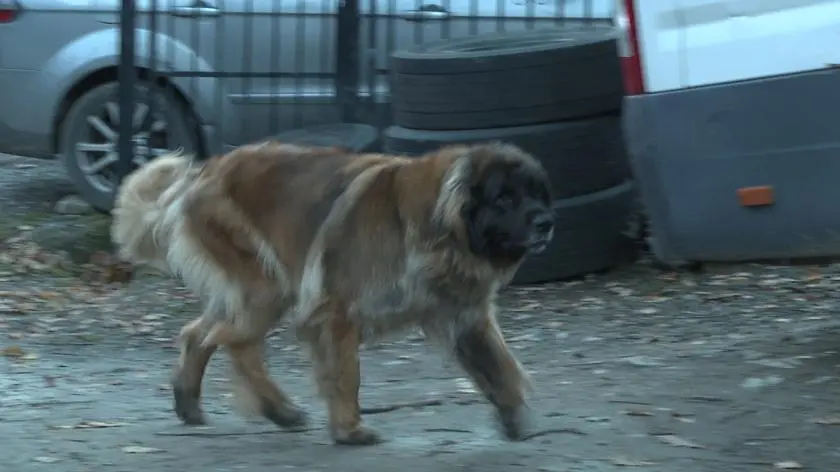 Groźne, wielkie psy, które doprowadziły do niespodziewanego konfliktu