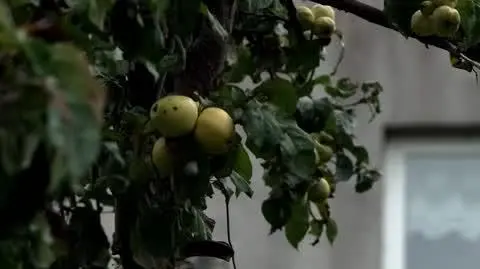 Pomagała innym, dziś mieszka na działce