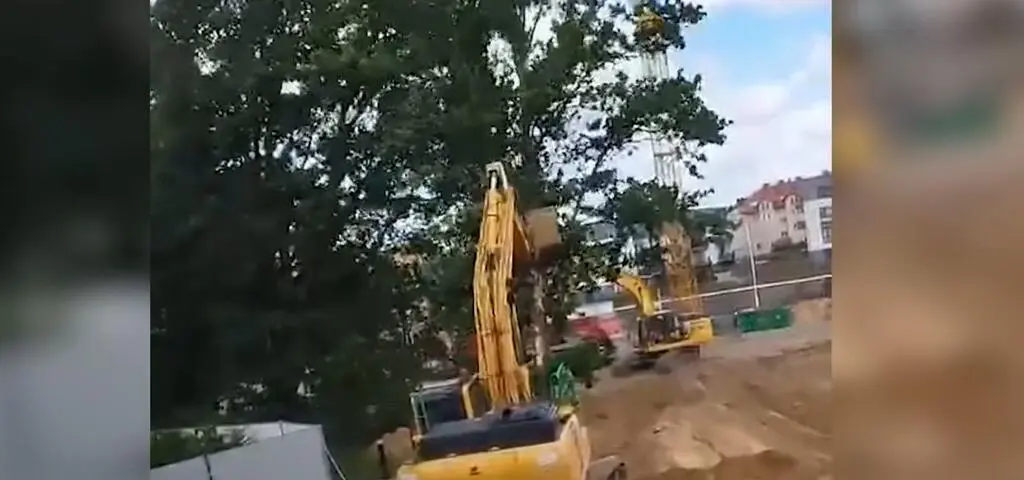 Stuletnie dęby wycięte przez dewelopera