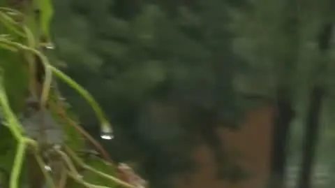 GŁUCHOŁAZY NET