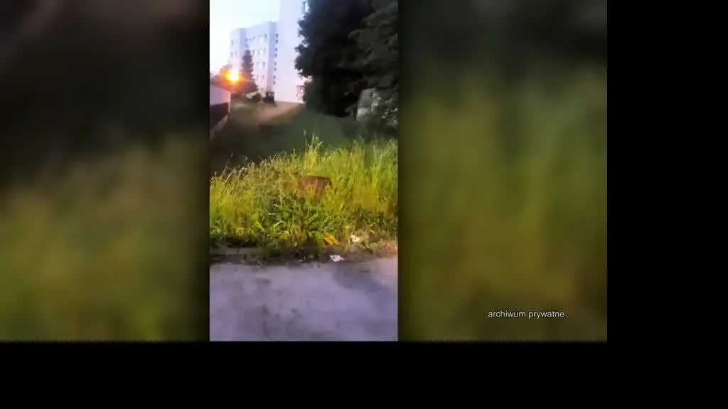 Dziki wchodzą do miast