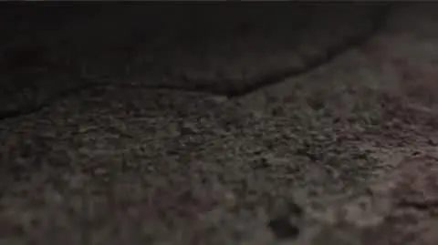 Kupili rasowe psy, ale cieszyli się nimi krótko