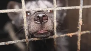 Co dalej z hodowlą zwierząt futerkowych? "Tego nie powinno być w cywilizowanym państwie"