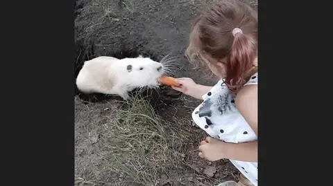 Były „maskotkami”, a teraz staną się pokarmem? Co dalej z nutriami z Rybnika?