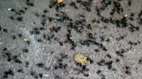 ZAJAWKA MUCHY