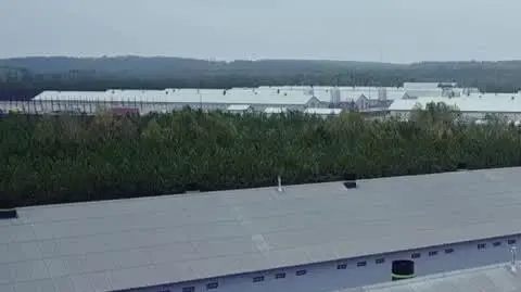 ZAJAWKA KURNIKI 2 NET