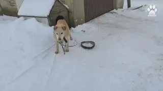 Mróz, śnieg, brak odpowiednich warunków. Pomóżmy zwierzętom przetrwać zimę!