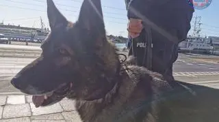 Pies policyjny i jego opiekun odnaleźli 2-letniego chłopca