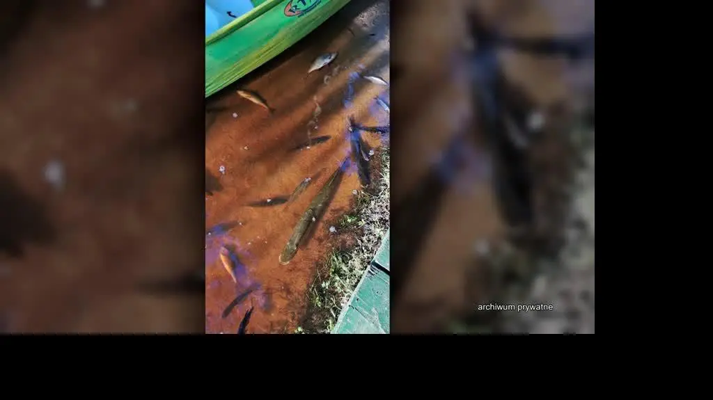 Katastrofa ekologiczna na Wkrze