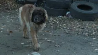 Dwa ogromne psy rzuciły się w pogoń za 14-latkiem. Ten skoczył do potoku. „To nie jest agresywna rasa”