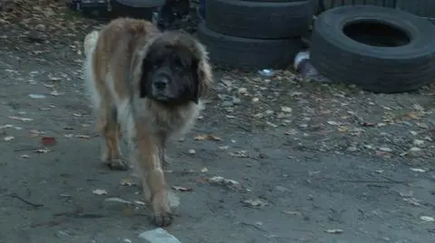 „To nie jest agresywna rasa”