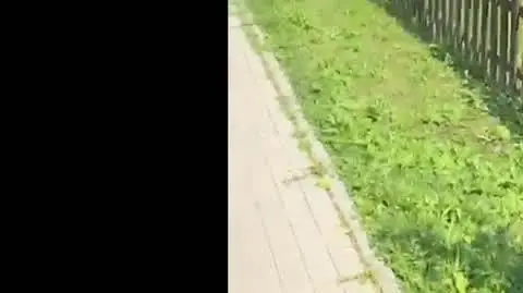ZAJAWKA ATAKUJE NIEPELNOSPRAWNYCH