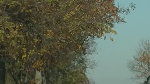 Autobus szkolny z impetem wjechał w ścianę domu