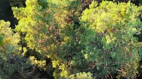 ZBIEGŁY MORDERCA ZAJAWKA