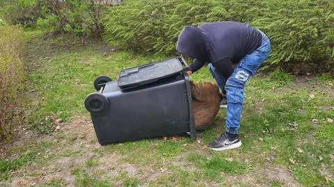 Uwaga! dziki