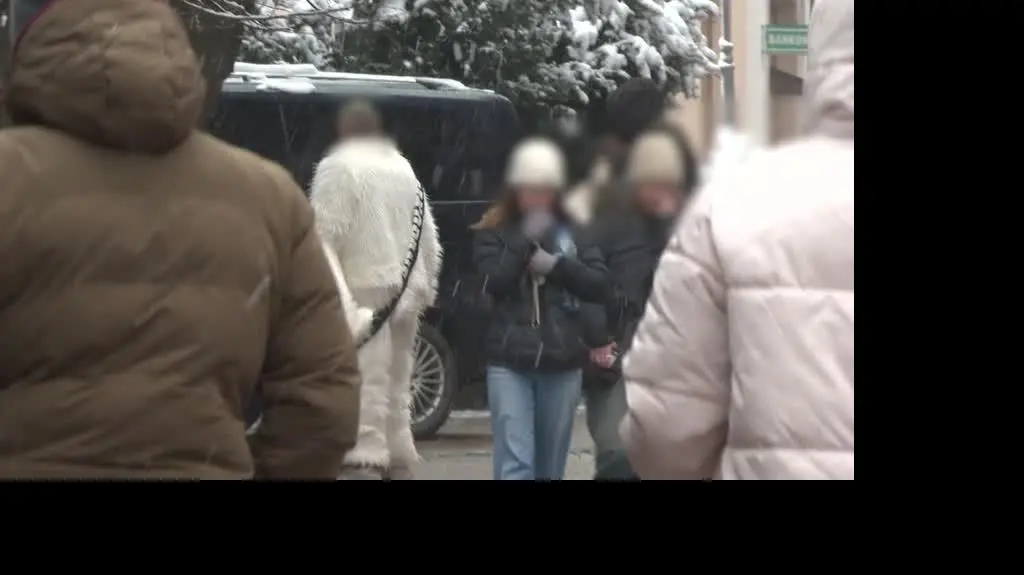 Pazerny miś z Zakopanego?