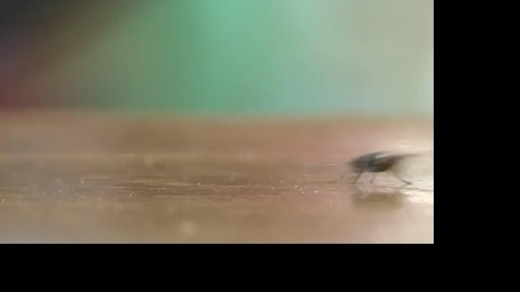 Plaga much pod Niemodlinem