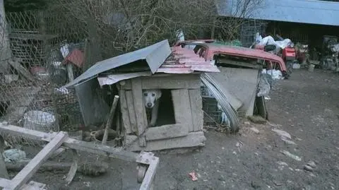 Zwierzęta konały na oczach właścicieli