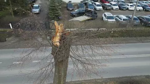 Konar uszkodził mu auto, ale do drzewa nikt się nie przyznaje