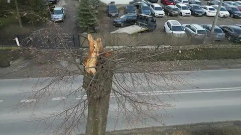 Konar uszkodził mu auto, ale do drzewa nikt się nie przyznaje