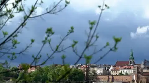 Coraz więcej leśnych zwierząt na ulicach miast