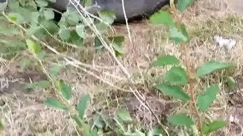 Krwawy spór o miedzę
