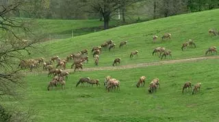 Dramatyczne sygnały o krzywdzie zwierząt. Co dzieje się na fermie jeleniowatych?