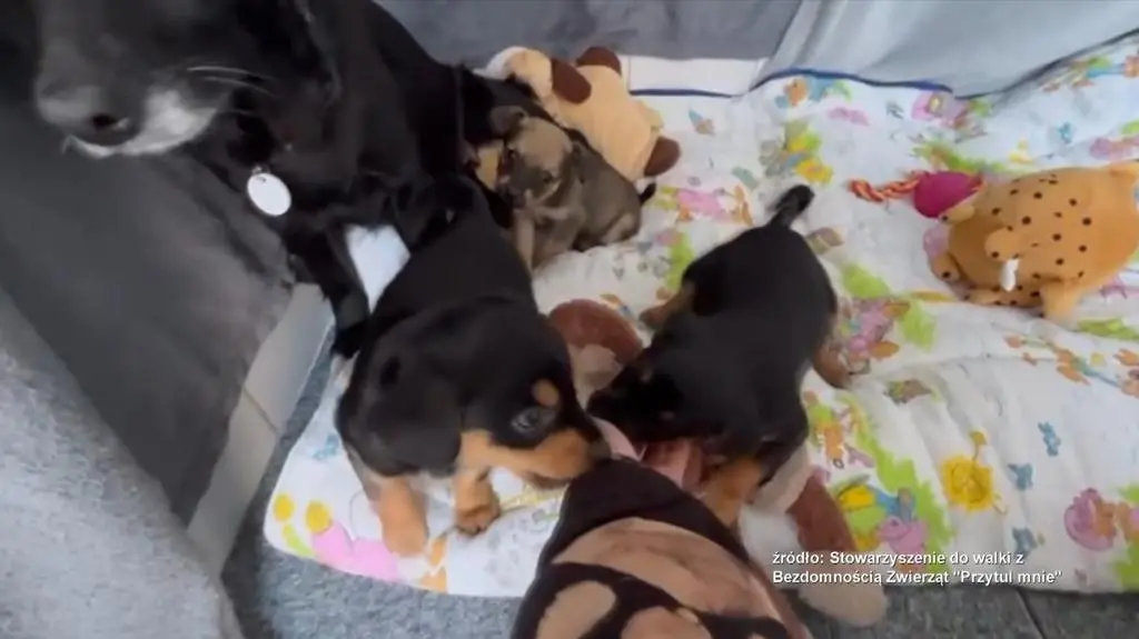 Ksenia, Rutuś, Snoopy, Bambi