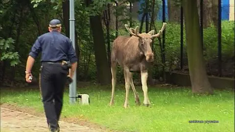 Dzikie zwierzęta w mieście