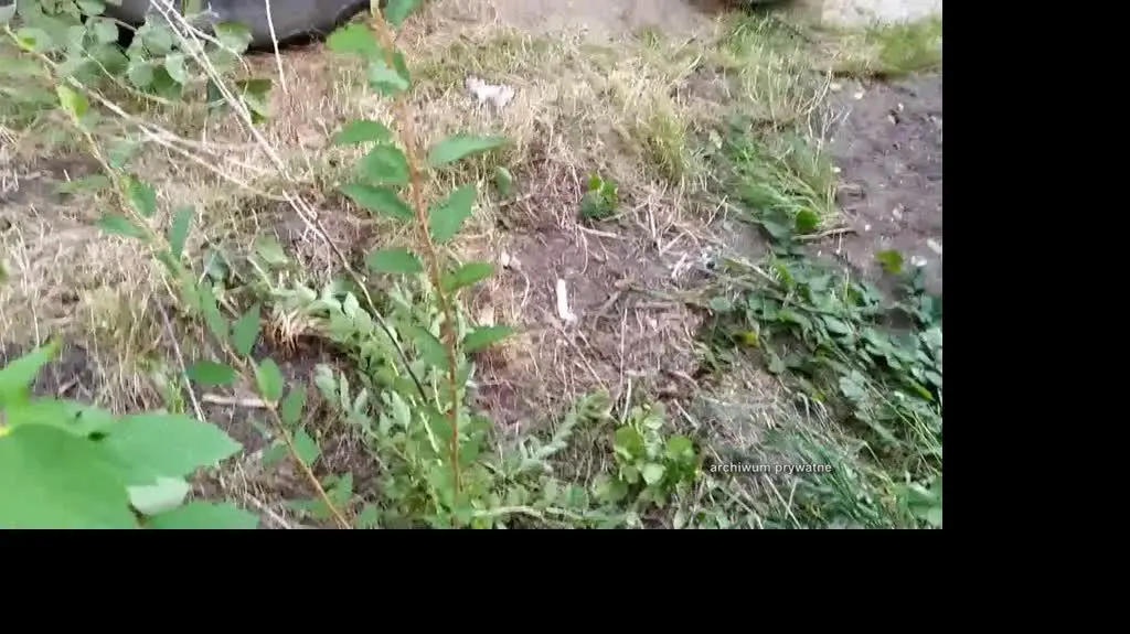 KARGULE net popr OK