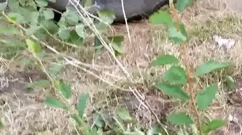 KARGULE net popr OK
