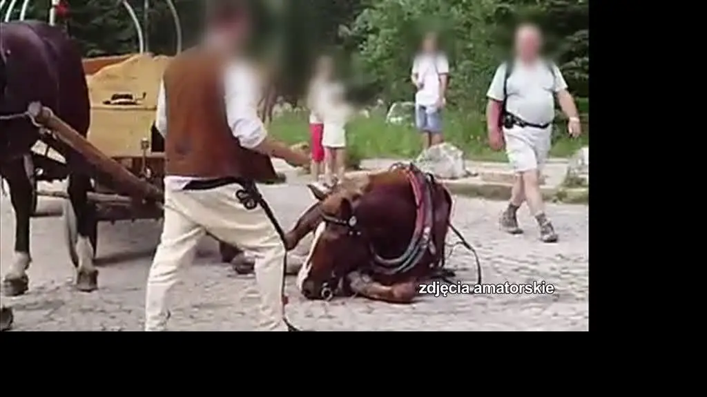 ZAJAWKA KONIE