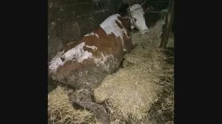 Zwierzęta konały na oczach właścicieli, sąsiadów i urzędników. „Tego widoku nigdy nie zapomnimy”