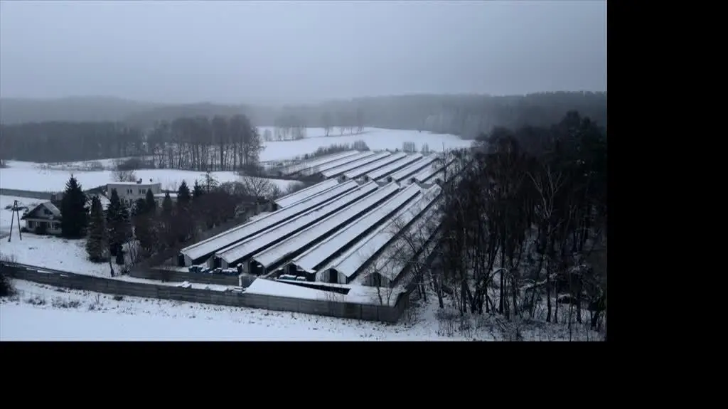 Wstrząsające nagrania z ferm norek