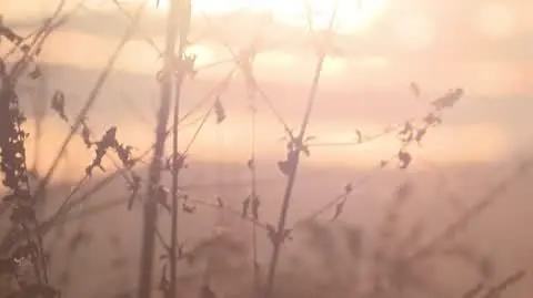 Anastazja była katowana?