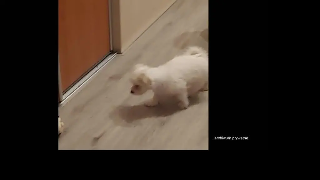 Kupili rasowe psy przez internet, ale cieszyli się nimi krótko