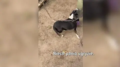 Próba ochrony psów, która skończyła się wyjątkowo brutalnie