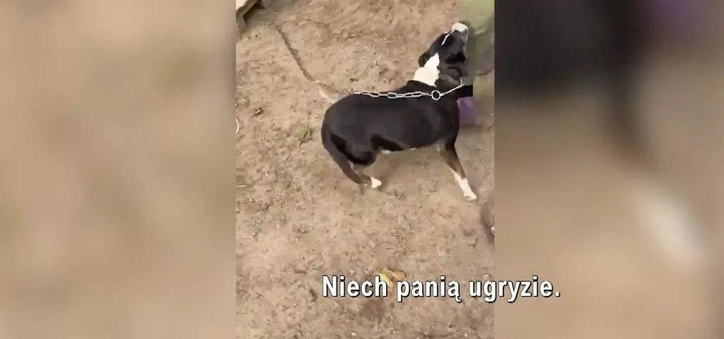 Próba ochrony psów, która skończyła się wyjątkowo brutalnie
