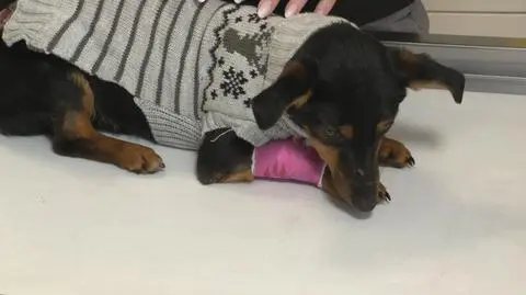 Rodzeństwo w brutalny sposób znęcało się nad psem