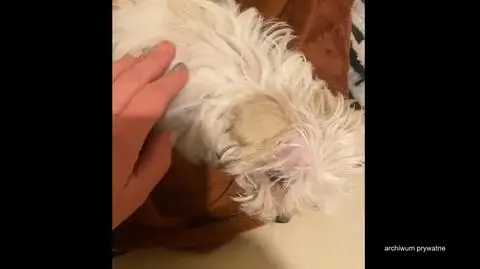 Kupili psy, ale cieszyli się nimi krótko