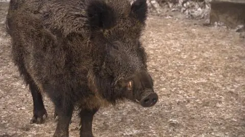 Dziki wchodzą do miast