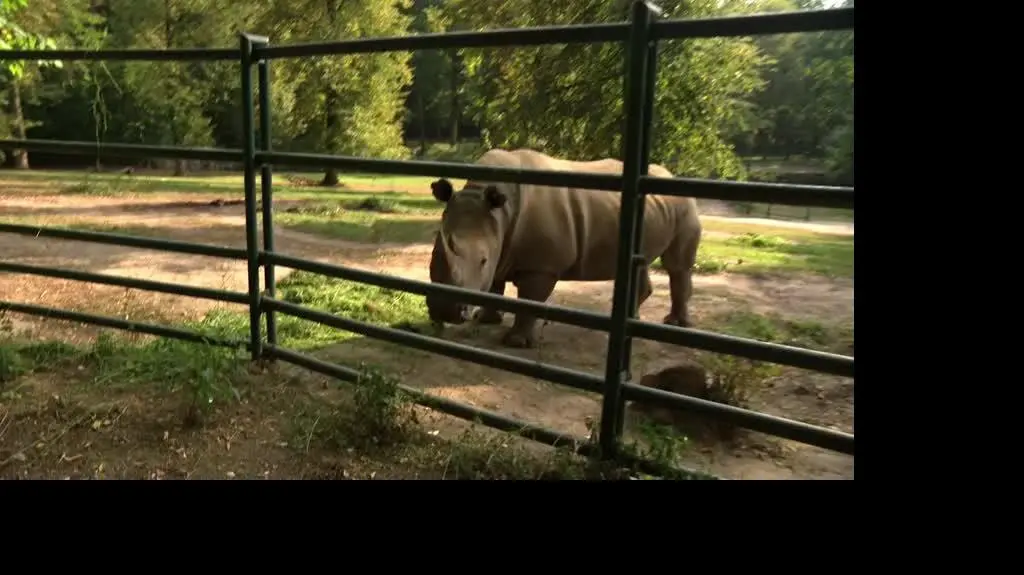zajawka DYREKTORKA ZOO_H