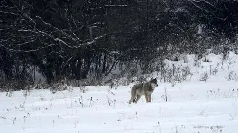 Kolejny zastrzelony wilk