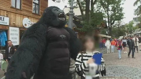 Gdzie trafiają pieniądze, które zbiera goryl na Krupówkach?