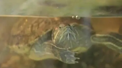 Szkolne zoo uratowane?